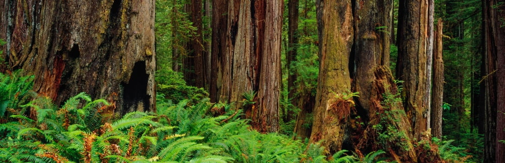 Trees and plants in a forest Prairie Creek Redwoods State Park California USA Canvas Art - Panoramic Images (12 x 36)