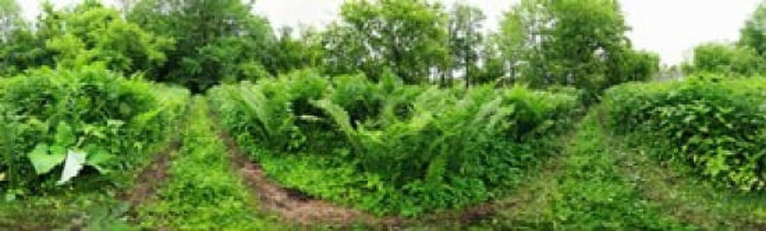 Trees and plants in a forest Saint-Jean-sur-Richelieu Quebec Canada Canvas Art - Panoramic Images (38 x 12)