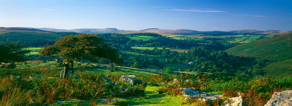 Trees and plants on a landscape Honeybag Tor Dartmoor Devon England Canvas Art - Panoramic Images (36 x 12)