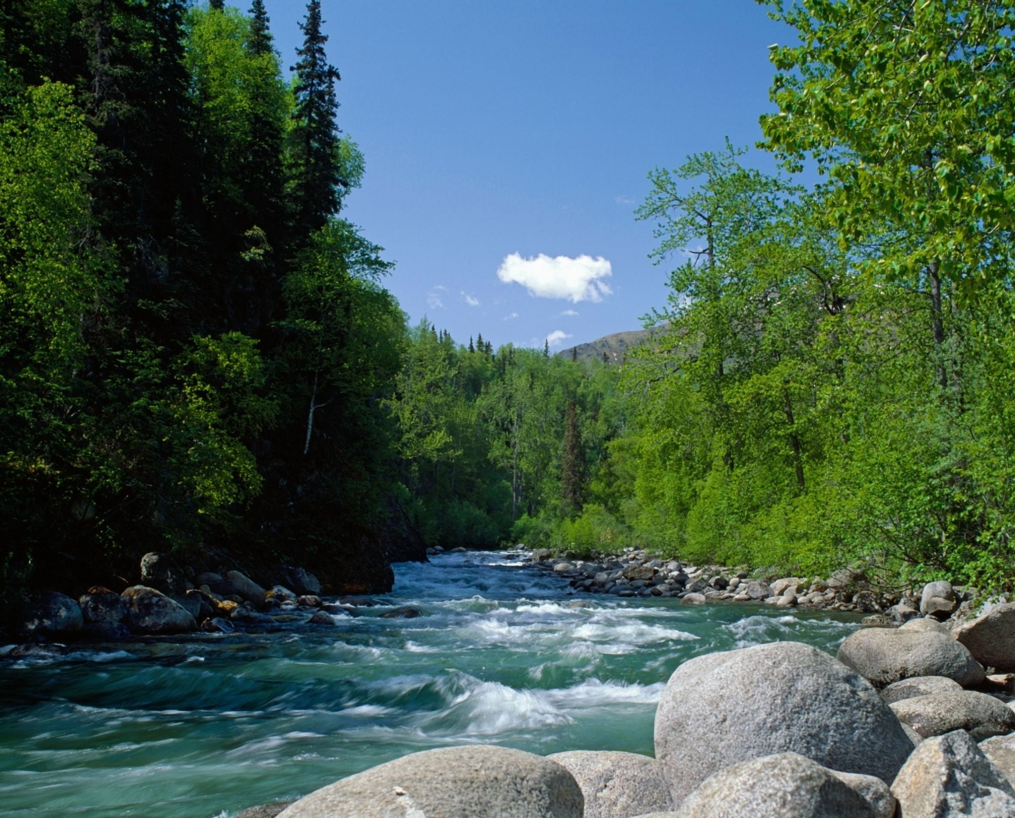 Trees and rocks along clear mountain stream spring Alaska USA Canvas Art - Panoramic Images (28 x 22)
