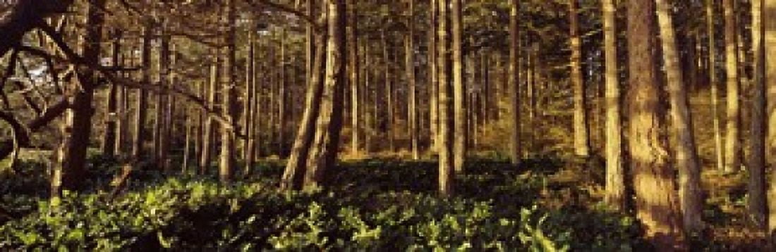 Trees and salals in a forest at sunset Whidbey Island Island County Washington State USA Canvas Art - Panoramic Images (36 x 12)