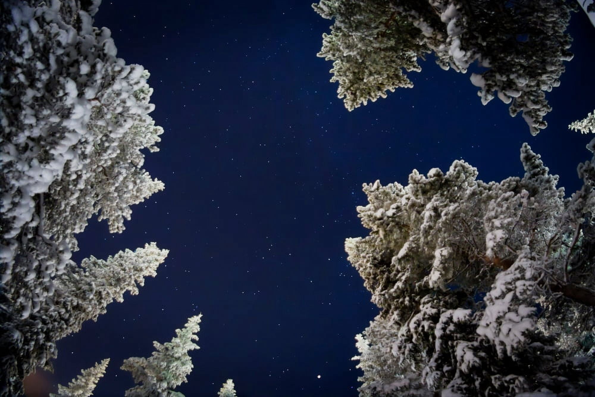 Trees and stars cold temperatures as low as -47 celsius Lapland Sweden Canvas Art - Panoramic Images (27 x 9)