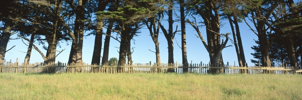 Trees and wooden fence Mendocino County California Canvas Art - Panoramic Images (27 x 9)