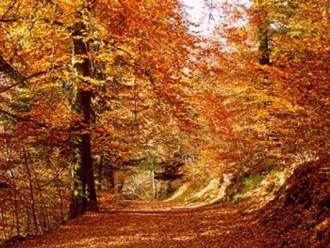 Trees at Huelgoat forest in autumn Finistere Brittany France Canvas Art - Panoramic Images (36 x 28)