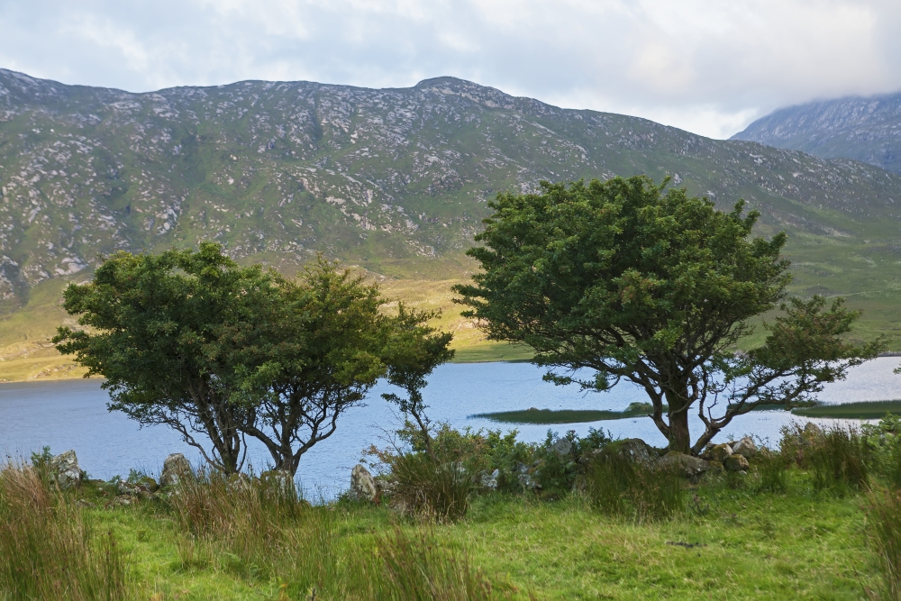 Trees at Lough Corrib Connemara County Galway Ireland Canvas Art - Carl Bruemmer Design Pics (38 x 24)