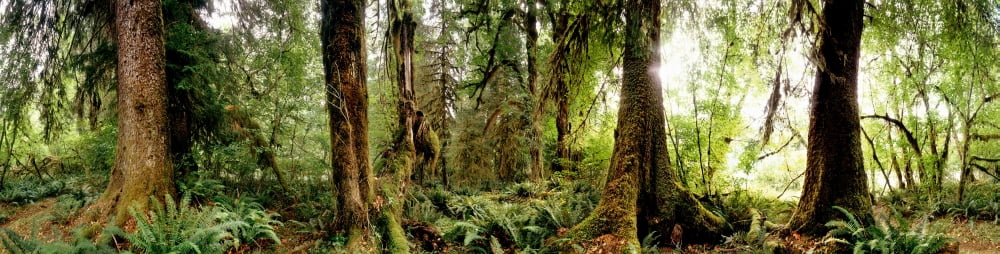 Trees at Olympic National Forest Washington State USA Canvas Art - Panoramic Images (36 x 12)