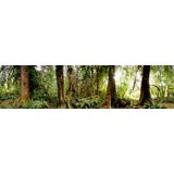 Forest Wa Trees at Olympic National Forest Washington State USA Canvas Art ...