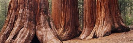 Trees at Sequoia National Park California USA Canvas Art - Panoramic Images (36 x 12)