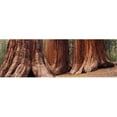 thumbnail image 1 of Trees at Sequoia National Park  California  USA Poster Print by  - 36 x 12, 1 of 1