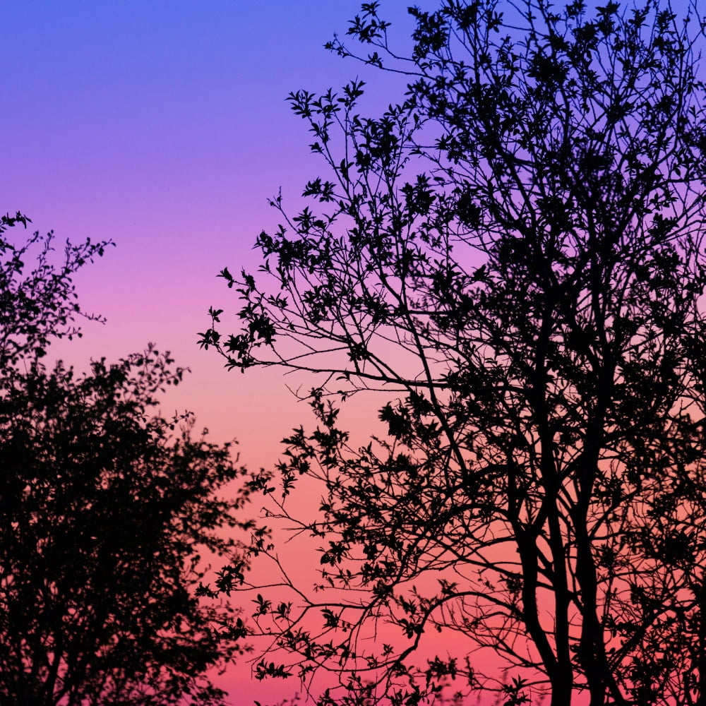 Trees at sunset Iceland Canvas Art - Panoramic Images (24 x 24)