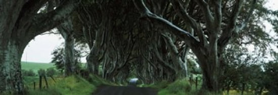 Trees at the Dark Hedges Armoy County Antrim Northern Ireland Canvas Art - Panoramic Images (36 x 13)