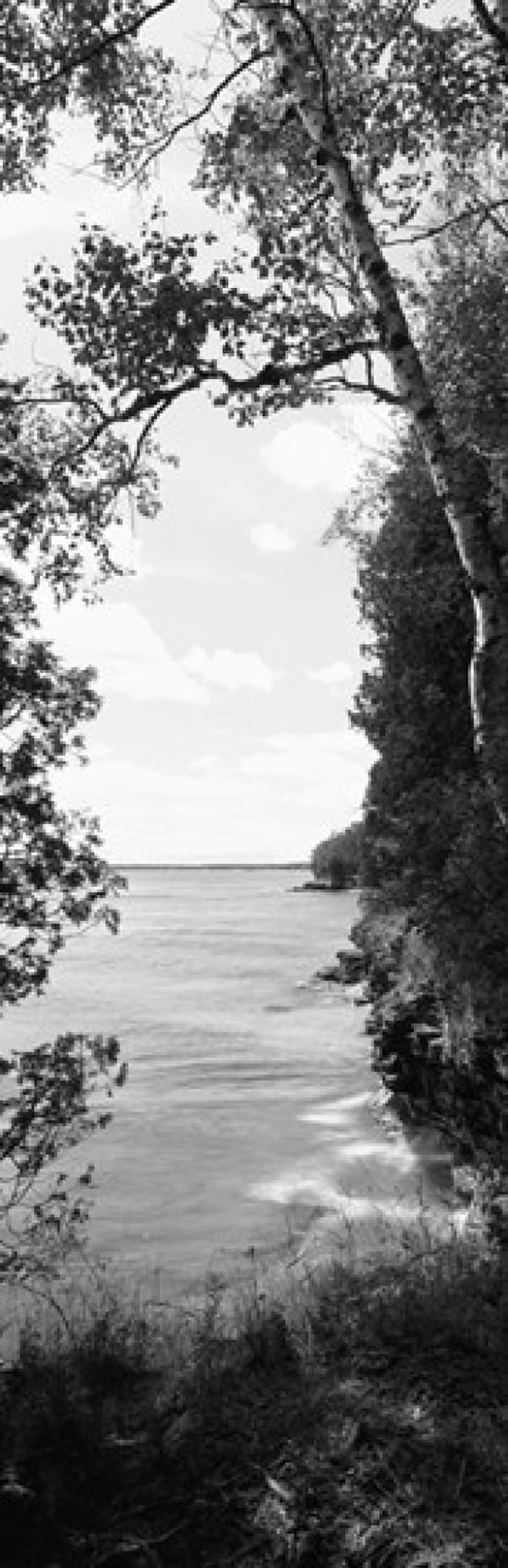 Trees at the lakeside Cave Point County Park Lake Michigan Door County Wisconsin USA Canvas Art - Panoramic Images (18 x 6)