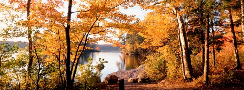 Trees at the lakeside Great Sacandaga Lake Adirondack Mountains New York State USA Canvas Art - Panoramic Images (36 x 12)