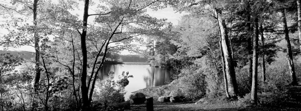Trees at the lakeside Great Sacandaga Lake Adirondack Mountains New York State USA Canvas Art - Panoramic Images (7 x 18)