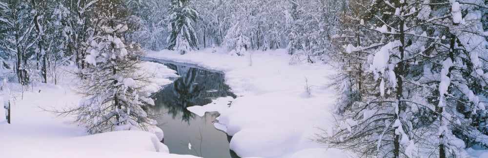 Trees at the lakeside New York State Route 28 Old Forge Adirondack Mountains New York State USA Canvas Art - Panoramic Images (36 x 12)