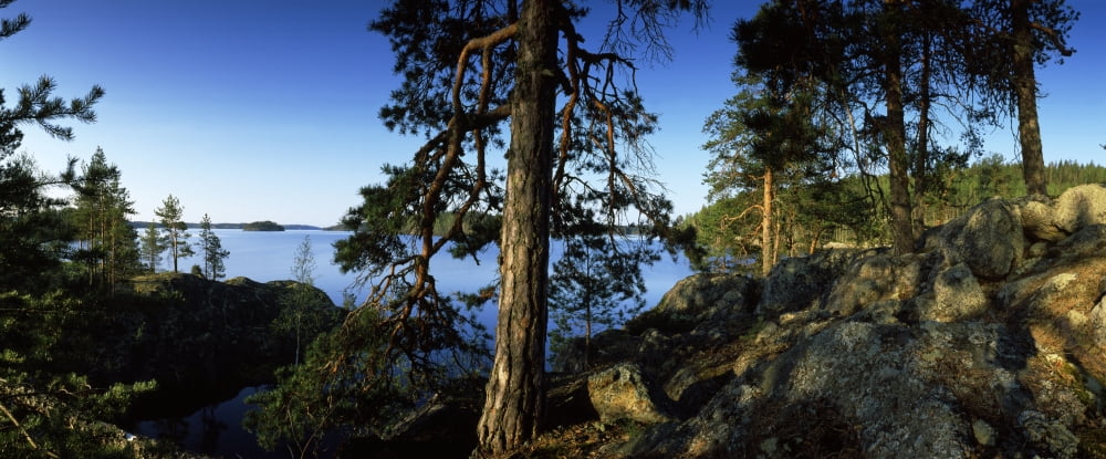 Trees at the lakeside Saimaa Puumala Southern Savonia Eastern Finland Finland Canvas Art - Panoramic Images (27 x 9)