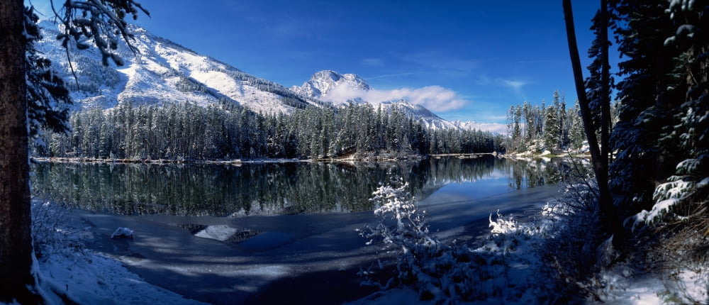 Trees at the lakeside Yellowstone Lake Yellowstone National Park Wyoming USA Canvas Art - Panoramic Images (36 x 12)