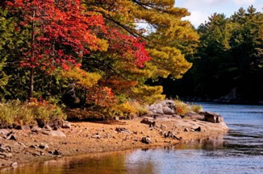 Trees at the riverside Musquash River Muskoka Ontario Canada Canvas Art - Panoramic Images (36 x 24)