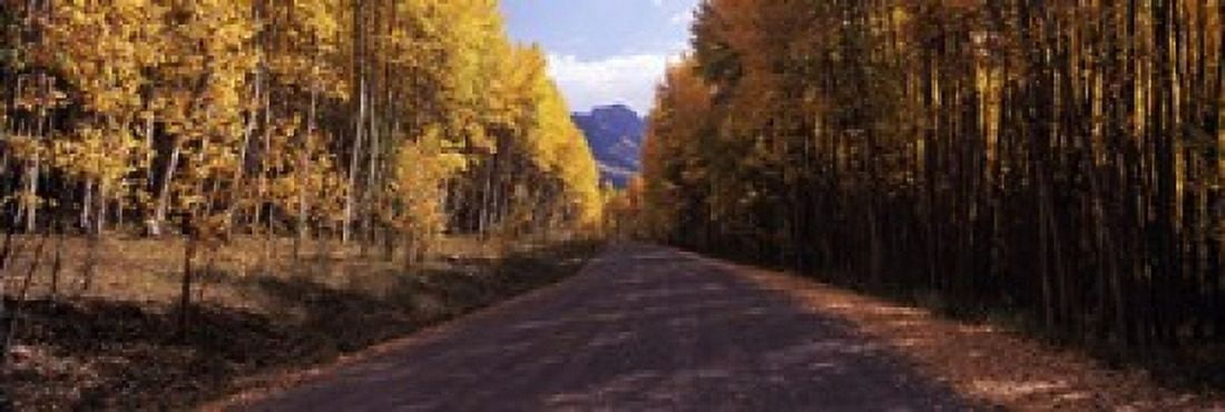 Trees both sides of a dirt road Jackson Guard Station Owl Creek Pass Ridgway Colorado USA Canvas Art - Panoramic Images (18 x 6)