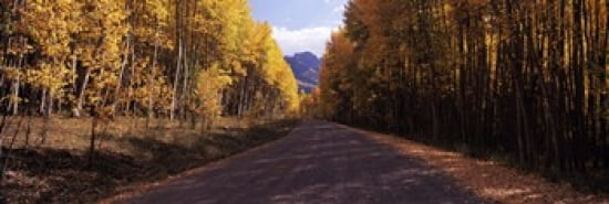 Trees both sides of a dirt road Jackson Guard Station Owl Creek Pass Ridgway Colorado USA Canvas Art - Panoramic Images (36 x 12)