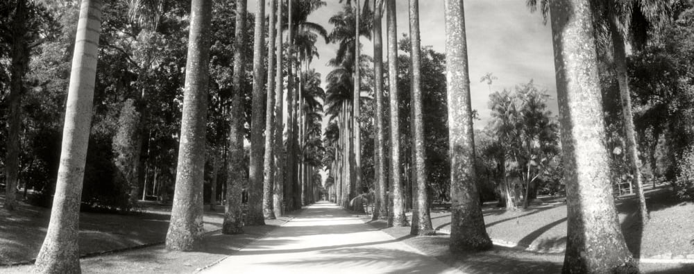 Trees both sides of a garden path Jardim Botanico Zona Sul Rio de Janeiro Brazil Canvas Art - Panoramic Images (27 x 9)
