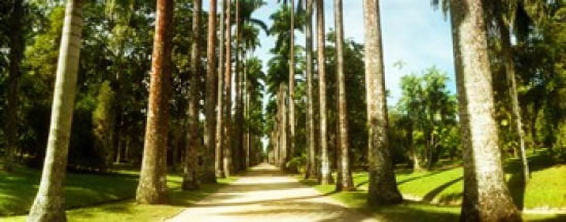 Trees both sides of a garden path Jardim Botanico Zona Sul Rio de Janeiro Brazil Canvas Art - Panoramic Images (30 x 12)