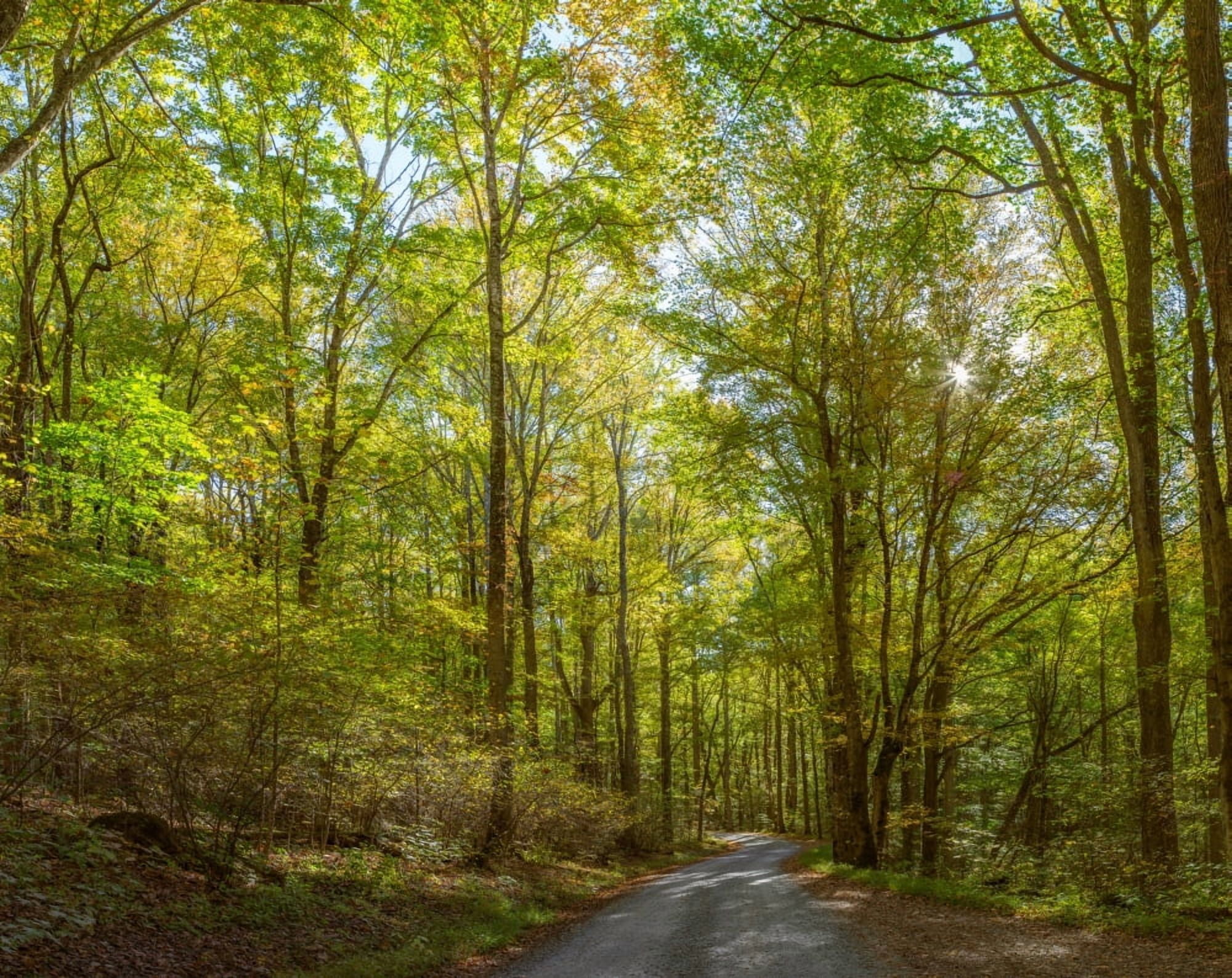 Trees both sides on a dirt road Greenbrier Great Smoky Mountains National Park Tennessee USA Canvas Art - Panoramic Images (22 x 28)