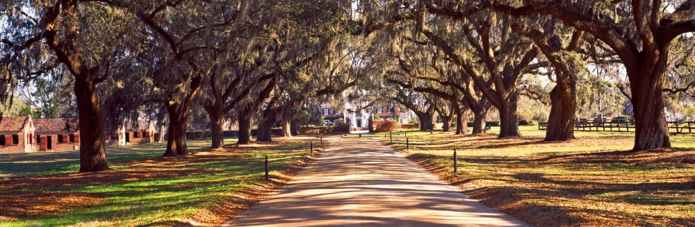 Trees bots sided of a dirt road Boone Hall Plantation Mount Pleasant Charleston South Carolina USA Canvas Art - Panoramic Images (27 x 9)
