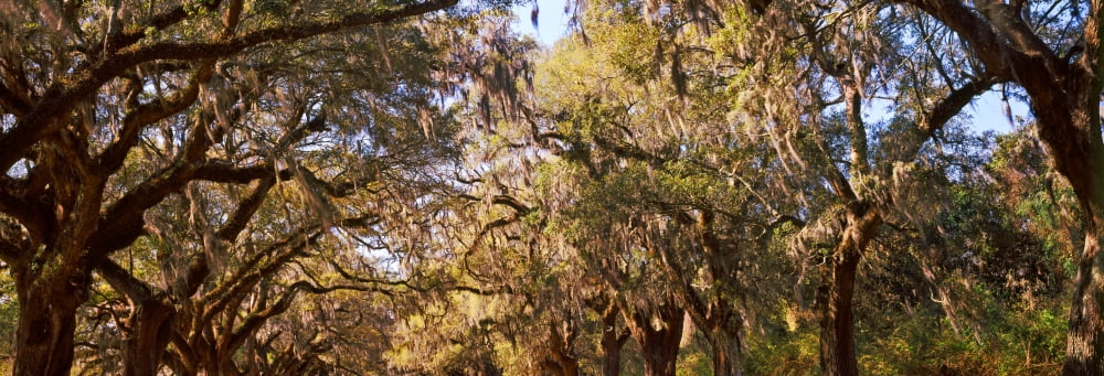 Trees covered with Spanish Moss Boone Hall Plantation Mount Pleasant Charleston South Carolina USA Canvas Art - Panoramic Images (36 x 12)