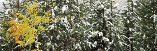 Trees covered with snow Grand Teton National Park Wyoming USA Canvas Art - Panoramic Images (36 x 12)