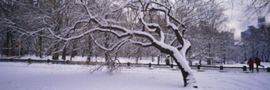 Trees covered with snow in a park Central Park New York City New York state USA Canvas Art - Panoramic Images (36 x 12)