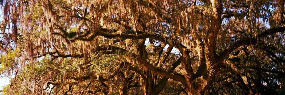 Trees covered with spanish moss Boone Hall Plantation Mount Pleasant Charleston South Carolina USA Canvas Art - Panoramic Images (36 x 12)