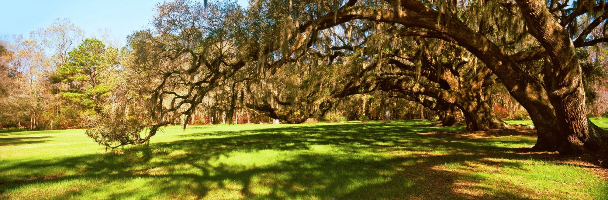 Trees covered with spanish moss Magnolia Plantation and Gardens Charleston South Carolina USA Canvas Art - Panoramic Images (27 x 9)