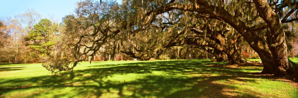 Trees covered with spanish moss Magnolia Plantation and Gardens Charleston South Carolina USA Canvas Art - Panoramic Images (36 x 12)