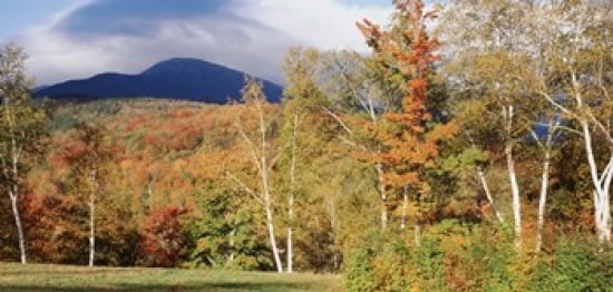 Trees on a field in front of a mountain Mount Washington White Mountain National Forest Bartlett New Hampshire USA Canvas Art - Panoramic Images (24 x 12)