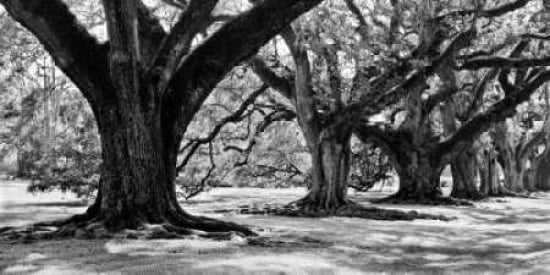 Trees for Sale Canvas Art - Daphne Brissonnet (10 x 20)