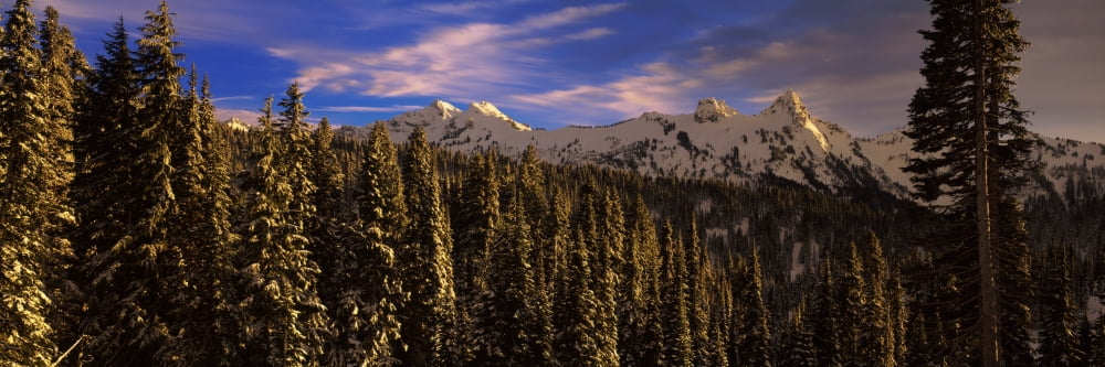 Trees in a forest with mountain range in the background Tatoosh Range Mt Rainier National Park Washington State USA Canvas Art - Panoramic Images (6 x 18)