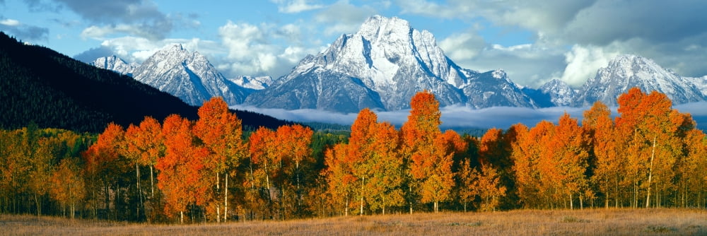 Trees in a forest with snowcapped mountain range in the background Teton Range Oxbow Bend Grand Teton National Park Wyoming USA Canvas Art - Panoramic Images (12 x 36)