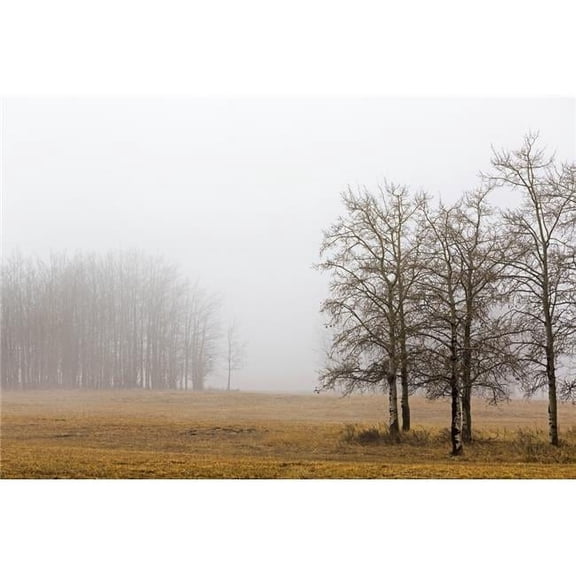 Trees in A Foggy Field - Alberta Canada Poster Print - 19 x 12 in.