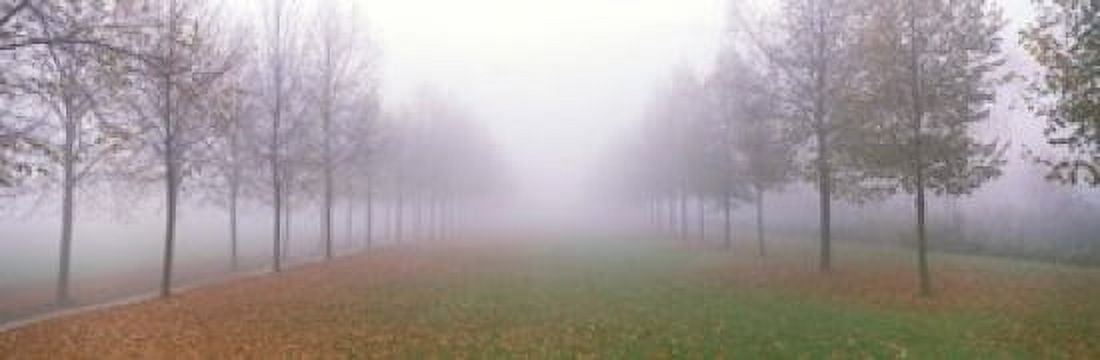 Trees in Fog Schleissheim Germany Canvas Art - Panoramic Images (18 x 6)