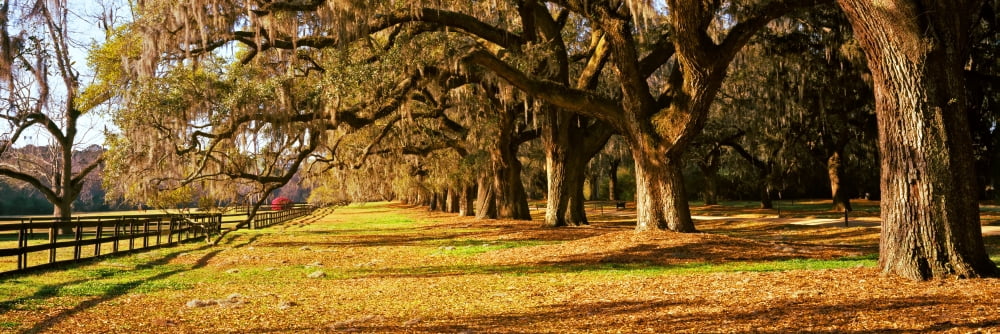 Trees in Garden Boone Hall Plantation Mount Pleasant Charleston South Carolina USA Canvas Art - Panoramic Images (36 x 12)