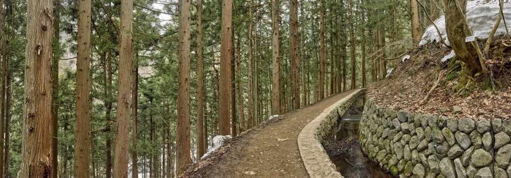 Trees in Jigokudani Monkey Park Shimotakai District Nagano Prefecture Japan Canvas Art - Panoramic Images (9 x 27)