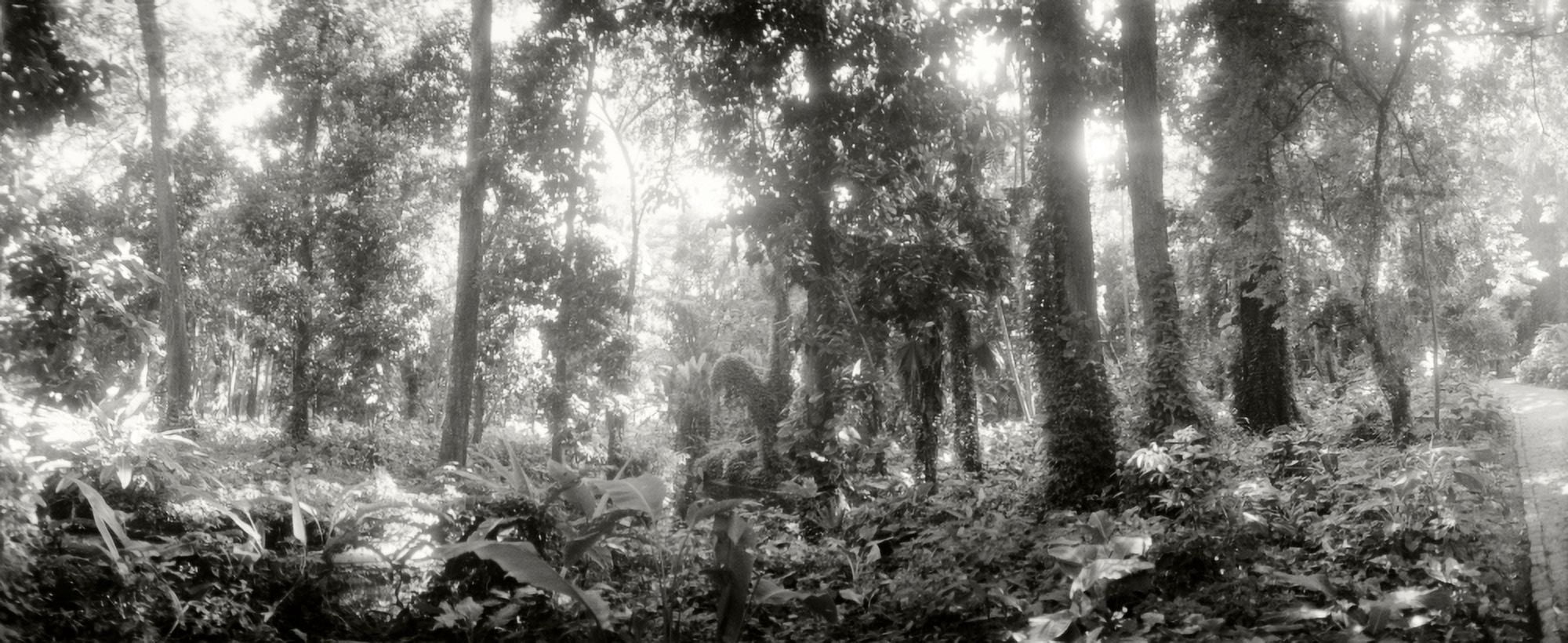 Trees in a botanical garden Jardim Botanico Zona Sul Rio De Janeiro Brazil Canvas Art - Panoramic Images (27 x 9)