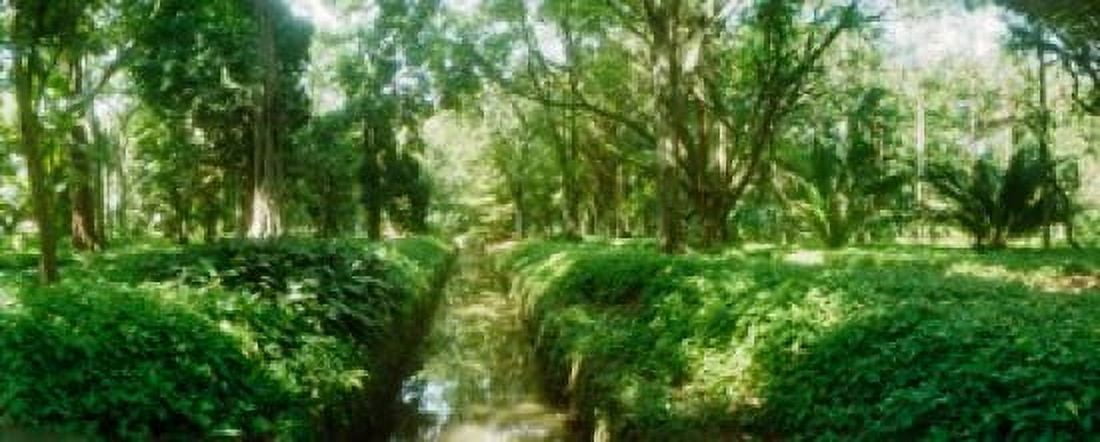 Trees in a botanical garden Jardim Botanico Zona Sul Rio de Janeiro Brazil Canvas Art - Panoramic Images (15 x 6)