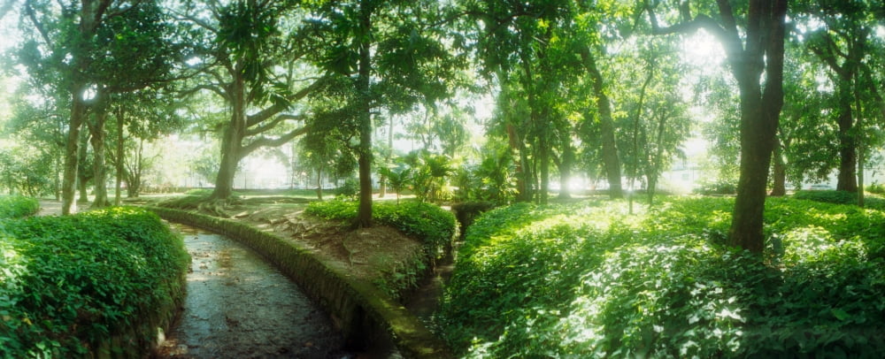 Trees in a botanical garden Jardim Botanico Zona Sul Rio de Janeiro Brazil Canvas Art - Panoramic Images (27 x 9)