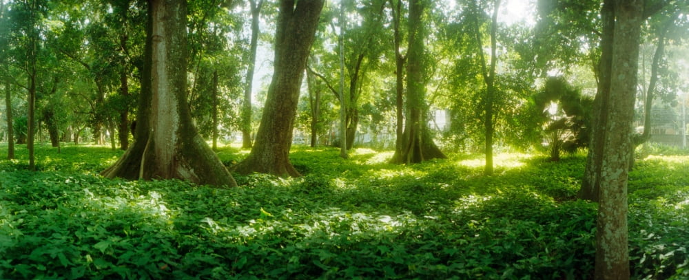 Trees in a botanical garden Jardim Botanico Zona Sul Rio de Janeiro Brazil Canvas Art - Panoramic Images (36 x 12)