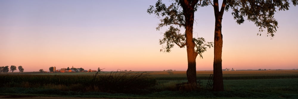Trees in a farm at dusk Ogle County Illinois USA Canvas Art - Panoramic Images (6 x 18)