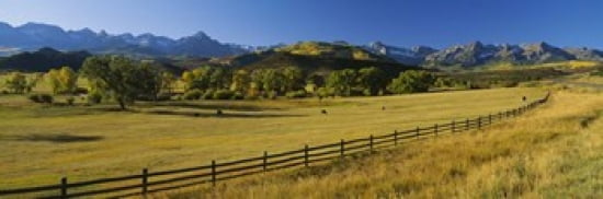 Trees in a field Colorado USA Canvas Art - Panoramic Images (36 x 12)