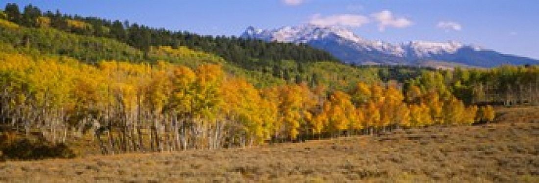 Trees in a field Dallas Divide San Juan Mountains Colorado USA Canvas Art - Panoramic Images (18 x 6)