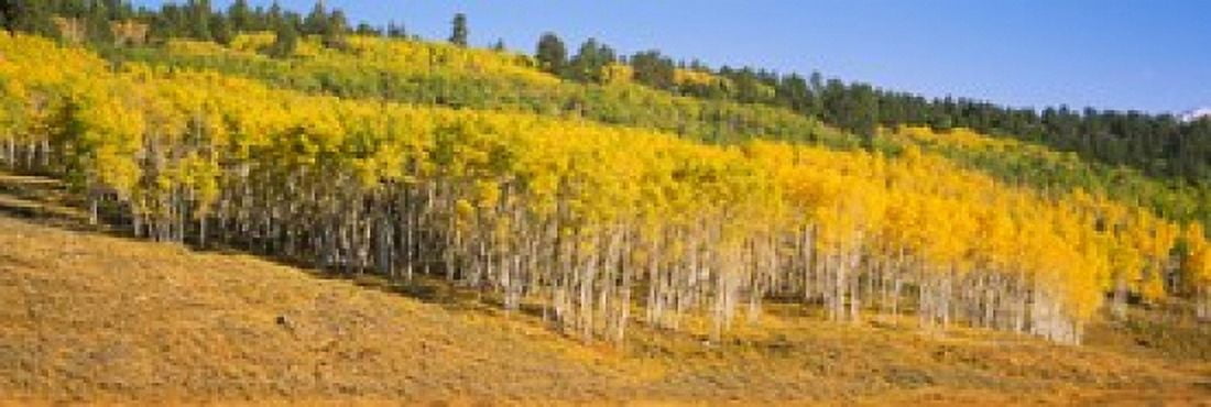 Trees in a field Dallas Divide San Juan Mountains Colorado USA Canvas Art - Panoramic Images (18 x 6)